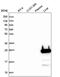 Fibroblast Growth Factor 5 antibody, PA5-65332, Invitrogen Antibodies, Western Blot image 