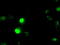 DNA-binding protein inhibitor ID-3 antibody, TA500715, Origene, Immunofluorescence image 