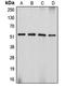 Glycyl-TRNA Synthetase antibody, orb340913, Biorbyt, Western Blot image 