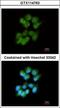 Src Like Adaptor antibody, GTX114763, GeneTex, Immunofluorescence image 