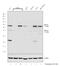 X-Box Binding Protein 1 antibody, PA5-27650, Invitrogen Antibodies, Western Blot image 