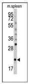 BH3 Interacting Domain Death Agonist antibody, AP11300PU-N, Origene, Western Blot image 