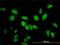 Leucine Zipper Transcription Factor Like 1 antibody, H00054585-M01, Novus Biologicals, Immunofluorescence image 