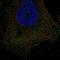 Dual Specificity Phosphatase 15 antibody, NBP2-57320, Novus Biologicals, Immunofluorescence image 