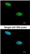 Dual Specificity Phosphatase 26 antibody, NBP1-31254, Novus Biologicals, Immunofluorescence image 