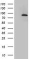 Inhibitor Of Nuclear Factor Kappa B Kinase Subunit Epsilon antibody, TA807618S, Origene, Western Blot image 