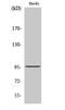Cell division cycle protein 27 homolog antibody, A03905-1, Boster Biological Technology, Western Blot image 