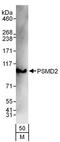 Proteasome 26S Subunit, Non-ATPase 2 antibody, A303-854A, Bethyl Labs, Western Blot image 