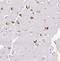 Replication Termination Factor 2 antibody, NBP2-30645, Novus Biologicals, Immunohistochemistry frozen image 