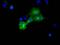 Cytoplasmic dynein 1 light intermediate chain 1 antibody, MA5-25194, Invitrogen Antibodies, Immunocytochemistry image 