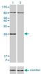 Homeobox B7 antibody, H00003217-M04, Novus Biologicals, Western Blot image 