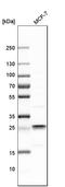 NADH:Ubiquinone Oxidoreductase Core Subunit S3 antibody, HPA004484, Atlas Antibodies, Western Blot image 
