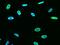 ANP32A antibody, GTX02178, GeneTex, Immunofluorescence image 