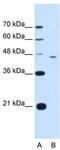 MF1 antibody, TA339264, Origene, Western Blot image 