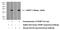 Insulin Like Growth Factor Binding Protein 7 antibody, 19961-1-AP, Proteintech Group, Western Blot image 