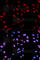 Histone H3 antibody, AP0093, ABclonal Technology, Immunofluorescence image 