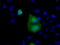 RAB17, Member RAS Oncogene Family antibody, TA501239, Origene, Immunofluorescence image 