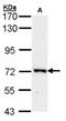 Origin Recognition Complex Subunit 2 antibody, orb69851, Biorbyt, Western Blot image 