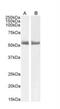 RAR-alpha antibody, NB300-969, Novus Biologicals, Western Blot image 