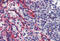 Caspase 9 antibody, MBS245551, MyBioSource, Immunohistochemistry frozen image 