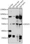 DEAD-Box Helicase 25 antibody, 16-259, ProSci, Western Blot image 