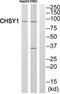 Chondroitin Sulfate Synthase 1 antibody, TA315190, Origene, Western Blot image 