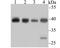 BUB3 Mitotic Checkpoint Protein antibody, A03118-1, Boster Biological Technology, Western Blot image 
