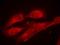 SHC-transforming protein 1 antibody, orb14981, Biorbyt, Immunofluorescence image 