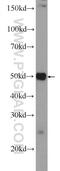 Scm Polycomb Group Protein Like 4 antibody, 25439-1-AP, Proteintech Group, Western Blot image 