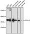 Protein Phosphatase 2 Catalytic Subunit Beta antibody, A3122, ABclonal Technology, Western Blot image 