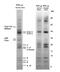 Ubiquinol-Cytochrome C Reductase Core Protein 1 antibody, 45-7125, Invitrogen Antibodies, Immunoprecipitation image 
