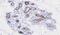 Cell death regulator Aven antibody, NBP1-07098, Novus Biologicals, Immunohistochemistry paraffin image 