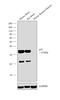 Cyclin Dependent Kinase 5 Regulatory Subunit 1 antibody, MA5-14834, Invitrogen Antibodies, Western Blot image 