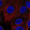 Cyclin F antibody, NBP2-56020, Novus Biologicals, Immunofluorescence image 