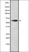 Hypermethylated in cancer 2 protein antibody, orb337352, Biorbyt, Western Blot image 