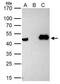 Histone Acetyltransferase 1 antibody, NBP2-14976, Novus Biologicals, Immunoprecipitation image 