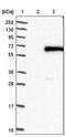 Forkhead Box N2 antibody, PA5-51943, Invitrogen Antibodies, Western Blot image 