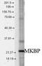 Heat shock protein beta-2 antibody, TA326432, Origene, Western Blot image 