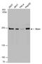 Dicer 1, Ribonuclease III antibody, PA5-78446, Invitrogen Antibodies, Western Blot image 