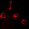 Had antibody, orb340728, Biorbyt, Immunofluorescence image 