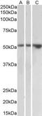 DNA Polymerase Delta Interacting Protein 2 antibody, TA348960, Origene, Western Blot image 