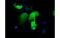 Immunoglobulin Binding Protein 1 antibody, MBS833493, MyBioSource, Immunofluorescence image 