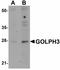 Golgi phosphoprotein 3 antibody, orb94333, Biorbyt, Western Blot image 