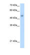 One Cut Homeobox 3 antibody, MBS832752, MyBioSource, Western Blot image 