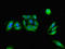 PKR2 antibody, LS-C679167, Lifespan Biosciences, Immunofluorescence image 