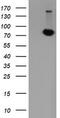 Pogo Transposable Element Derived With KRAB Domain antibody, M15311, Boster Biological Technology, Western Blot image 