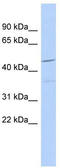 Family With Sequence Similarity 81 Member A antibody, TA338856, Origene, Western Blot image 