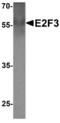 E2F Transcription Factor 3 antibody, MBS153424, MyBioSource, Western Blot image 