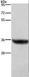 Hydroxysteroid 17-Beta Dehydrogenase 1 antibody, LS-C403226, Lifespan Biosciences, Western Blot image 