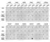 Histone Cluster 3 H3 antibody, A2369, ABclonal Technology, Dot Blot image 